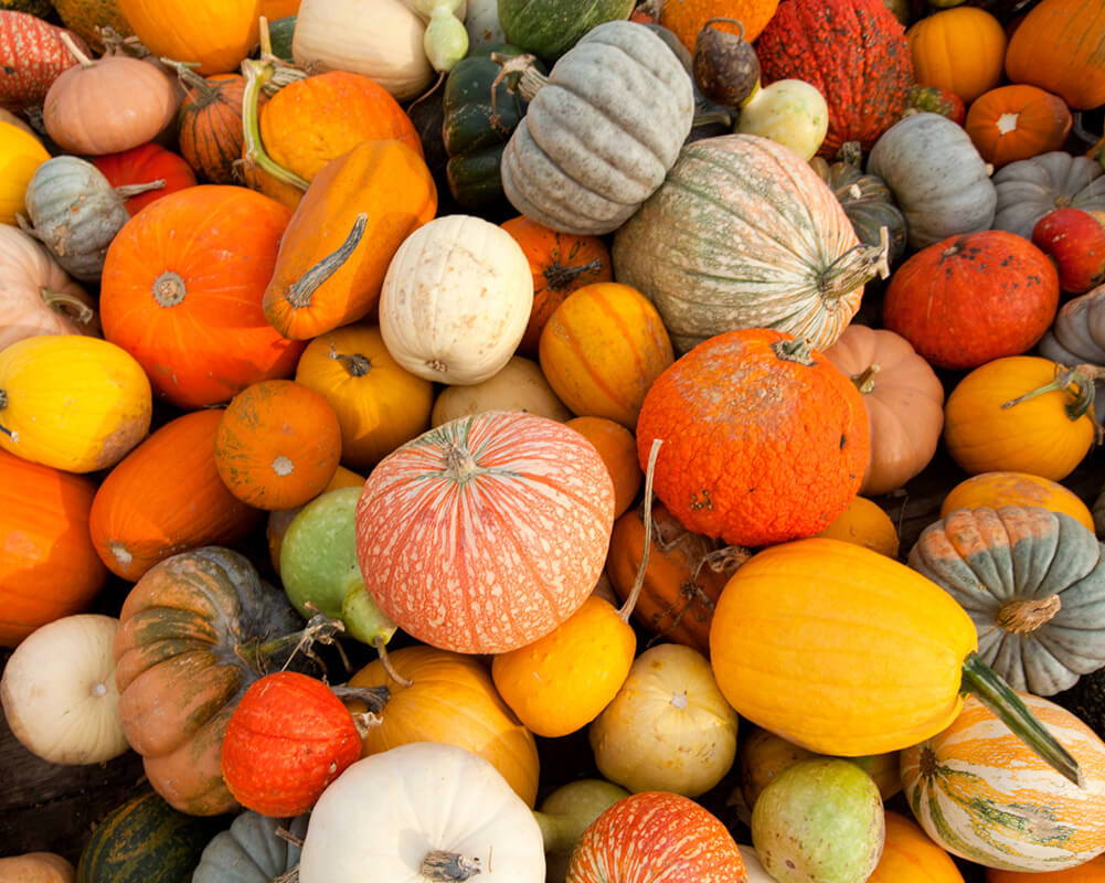 Various small pumpkins in a pile